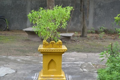 6 Tips to Keep Your Tulsi Plant Healthy During Winter Season