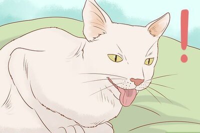 How to Tell if a Cat Still Has Kittens Inside
