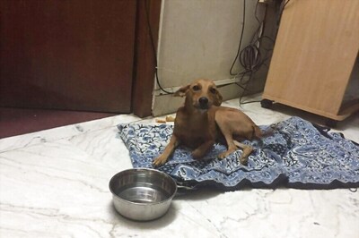 Dog-hurler Medico, Friend Arrested by Tamil Nadu Police