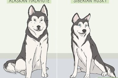 How to Identify an Alaskan Malamute from a Siberian Husky