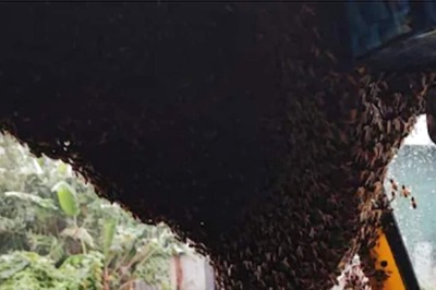 Swarm Of Bees Enters Auto-rickshaw In Munnar, Fire Brigade Called For Rescue