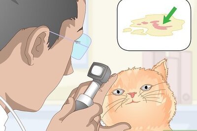 How to Stop Recurring Urinary Tract Infections in Cats