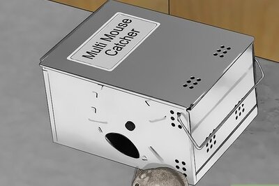 How to Get Rid of Mice Fast