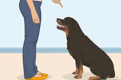 How to Train a Rottweiler to Be a Guard Dog