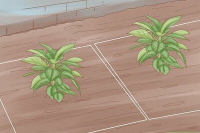 How to Plant a Plant
