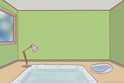 How to Foster Kittens