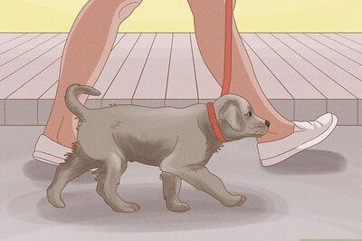 How to Make a Puppy Poop Quickly: 11 Effective Tips
