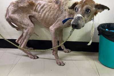 'Bones Sticking Out': 3 Malnourished Dogs at IIT-M Rushed to Vet Amid Row Over Treatment