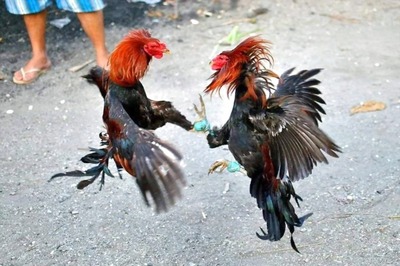 Rooster Fitted With Knife for Cockfight Injures and Kills Telangana Owner While Trying to Escape