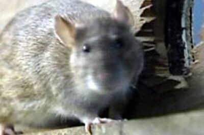 Botanists discover new rat-eating plant