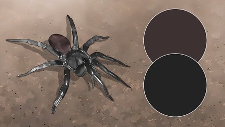 How to Identify a Funnel Spider