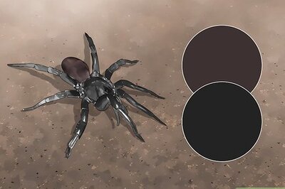 How to Identify a Funnel Spider