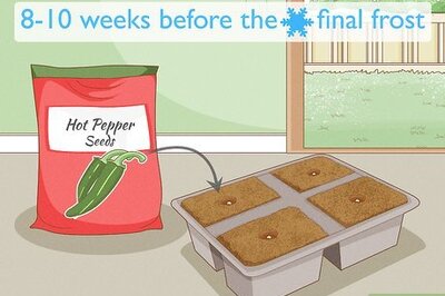 How to Grow Hot Peppers