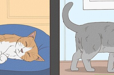 How to Introduce Two Cats