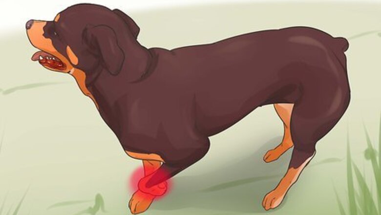 How to Diagnose Arthritis in Rottweilers