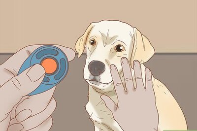 How to Teach Your Dog to Close the Door