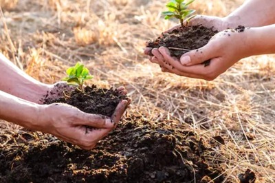 These Medicinal Plants Can Help You Manage Diabetes. Know More Here