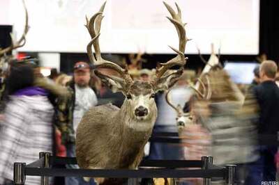 Plane forced to abort landing after deer spotted at airport
