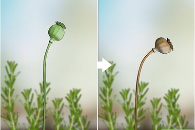 How to Grow Rosemary from Seed