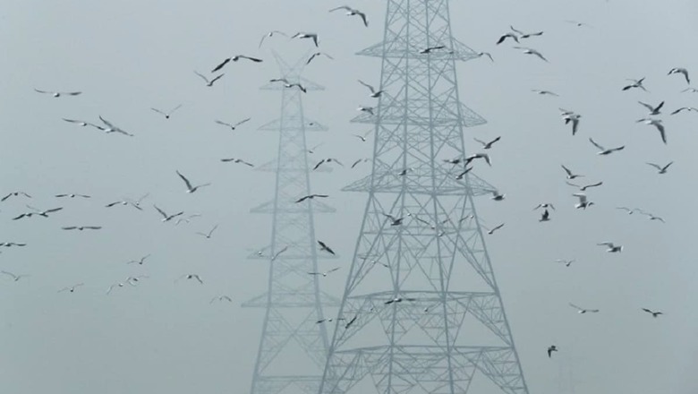 Delhi Firefighters Rescue More Than 2,400 Birds In Over 6 Months