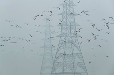 Delhi Firefighters Rescue More Than 2,400 Birds In Over 6 Months