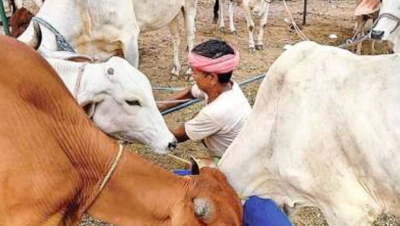 Lumpy Skin Disease: Maha Govt Says Vaccination to be Completed in 48 Hrs; Over 67,000 Cattle Dead Across States Since July