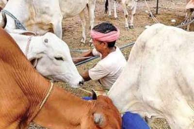 Lumpy Skin Disease: Maha Govt Says Vaccination to be Completed in 48 Hrs; Over 67,000 Cattle Dead Across States Since July