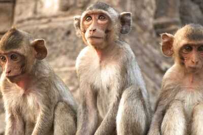 30 Monkeys Found Dead Under Mysterious Circumstances In Chikkamagaluru