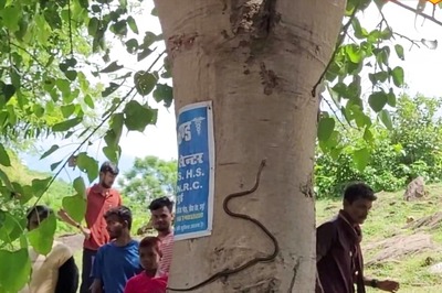 In Bihar, Snake Crawling Up The Tree Outside Lord Shiva Temple Leaves Devotees Stunned