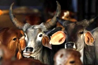 Cow Attacks Gujarat BJP MP, Lands Him in Hospital With Broken Ribs