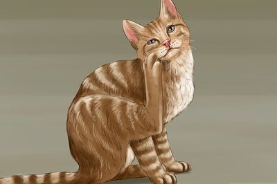 How to Know if Your Cat Needs Gluten‐Free Food