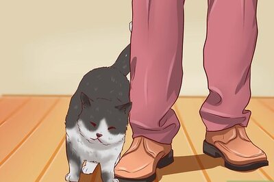 How to Open a Cat's Mouth