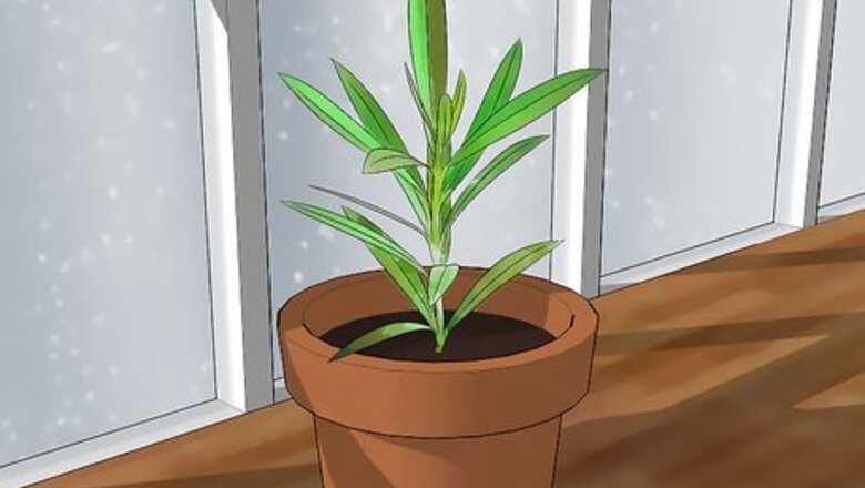 How to Grow Oleander