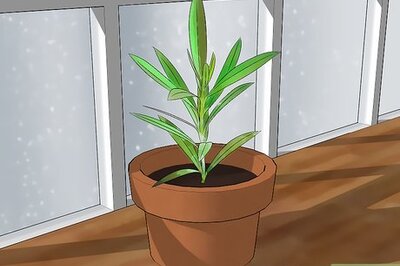 How to Grow Oleander