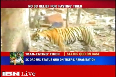 Tiger, who has allegedly turned into a man-eater, will stay at rescue centre in Udaipur: SC