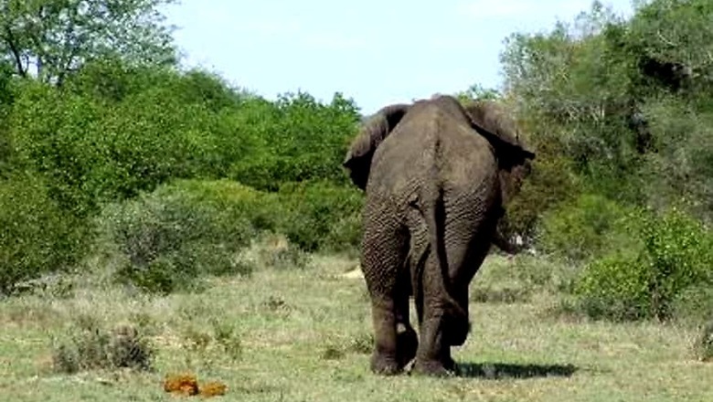 Jumbo 'Poisoned' to Death Over Mahout Dispute in Bihar's Begusarai