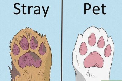 How to Handle a Stray Cat