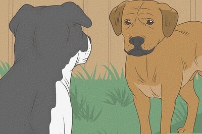 How to Socialize a Dog with Other Dogs