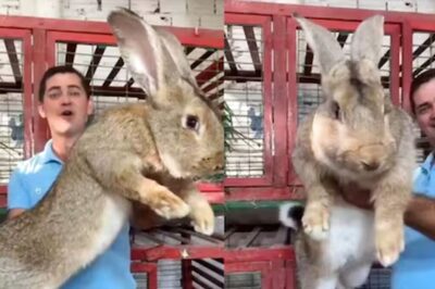 Video Of World’s Largest Breed Of Domestic Rabbits Leaves Internet In Awe