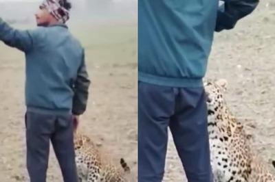 Nothing, Just Man Casually Taking Selfie With Leopard On Farm