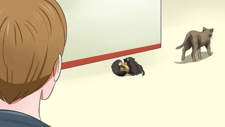 How to Care for a Stray Kitten