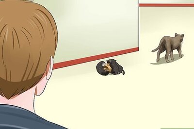 How to Care for a Stray Kitten