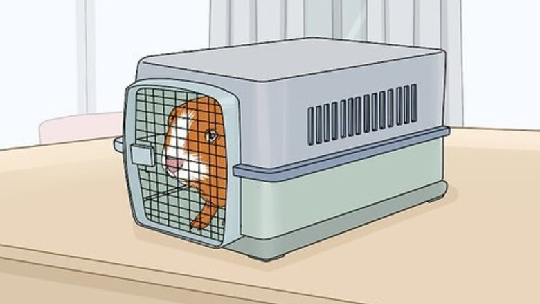 How to Care for a Guinea Pig After Neutering