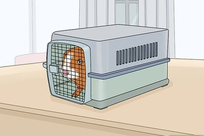 How to Care for a Guinea Pig After Neutering