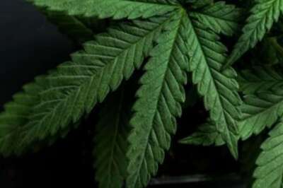 A Glimpse Into The Roots Of The Cannabis Plant, First Mentioned In 50 BCE