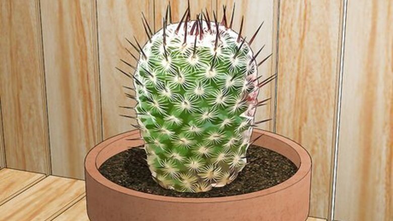 How to Pot a Spiny Cactus Without Getting Pricked