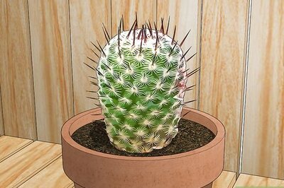 How to Pot a Spiny Cactus Without Getting Pricked