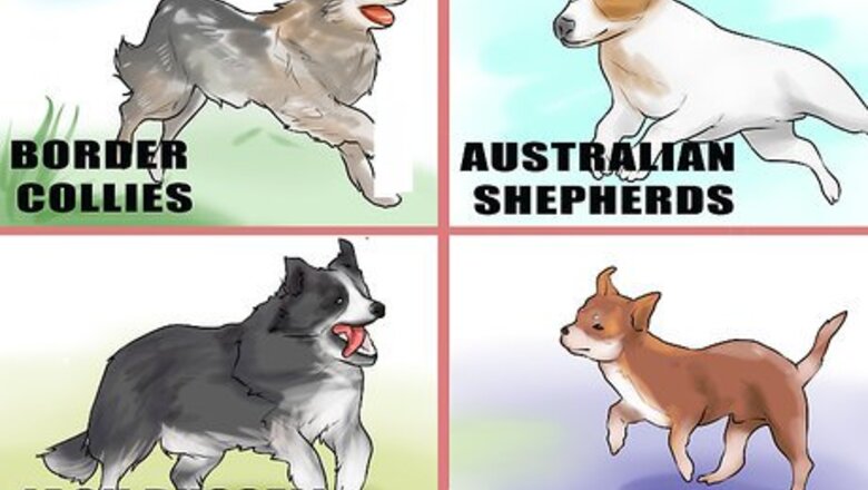 How to Groom a Hyper Dog