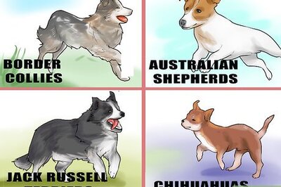 How to Groom a Hyper Dog