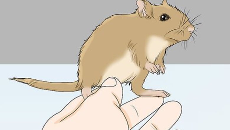 How to Spot and Treat Ovarian Cysts in Gerbils